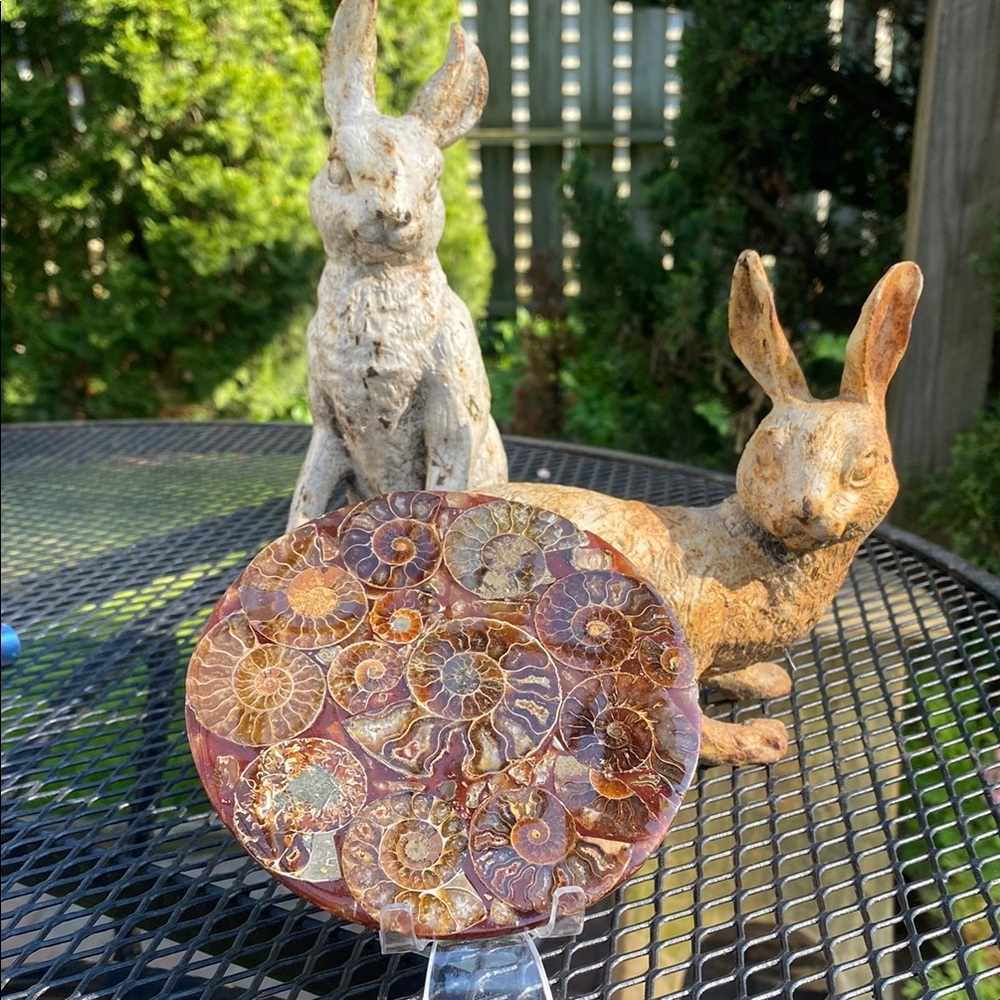 Ammonite Resin Disc